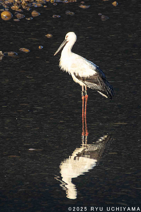 �R�E�m�g��