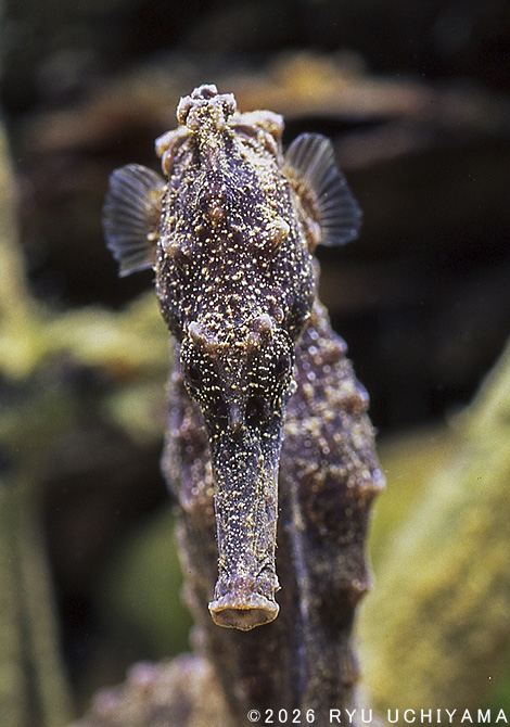 �N���E�~�E�}