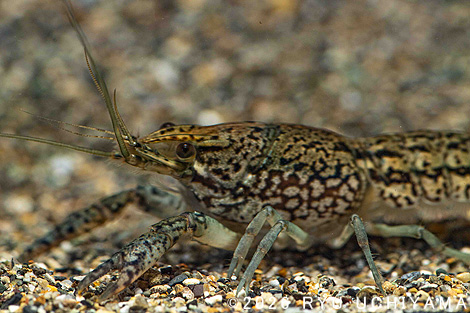 �~�X�e���[�N���C�t�B�b�V��