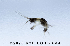 ���l���Ńp���_