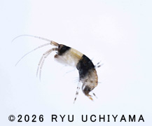 ���l���Ńp���_