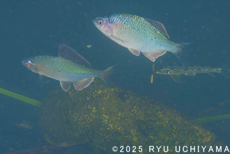 ���H�ł̎B�e